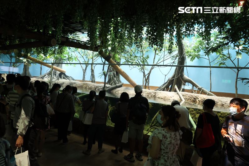 「Xpark 水族館」雨林森林。（記者邱榮吉/攝影）