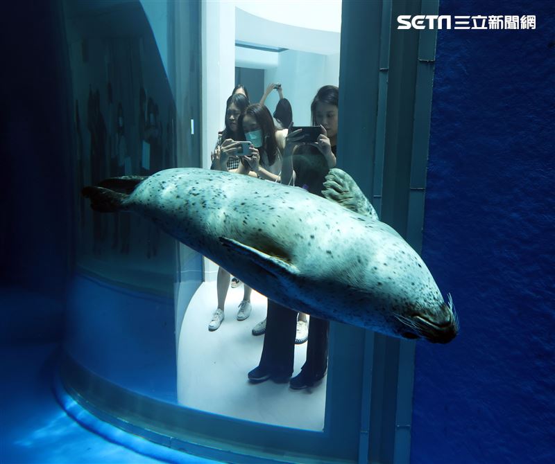 「Xpark 水族館」海豹悠閒戲水。（記者邱榮吉/攝影）
