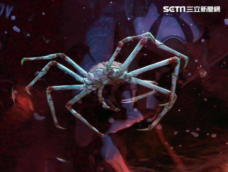 「Xpark 水族館」深海區的獨特生物首次在台亮相。（記者邱榮吉/攝影）