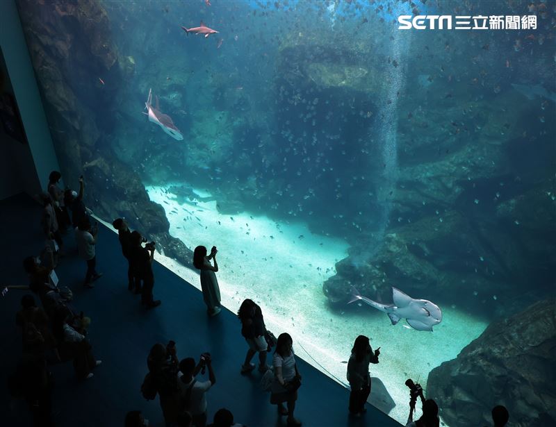 「Xpark 水族館」巨型水族箱可以看到壯觀的迴游魚群與鯊魚等海洋生物。（記者邱榮吉/攝影）