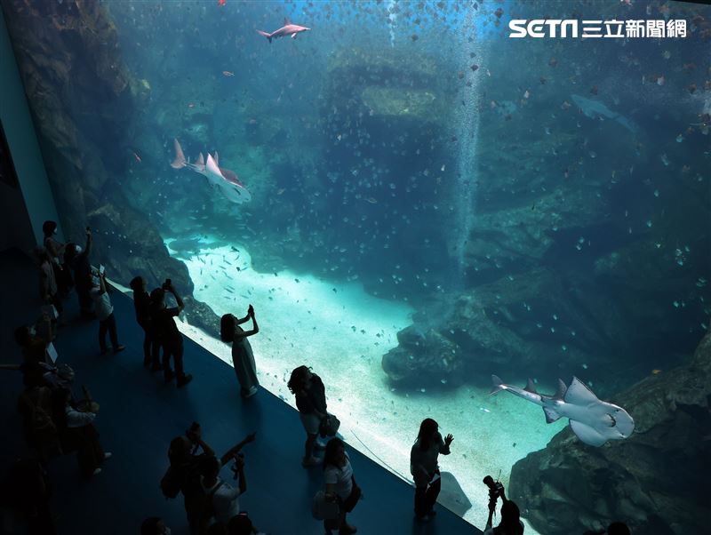 「Xpark 水族館」巨型水族箱可以看到壯觀的迴游魚群與鯊魚等海洋生物。（記者邱榮吉/攝影）