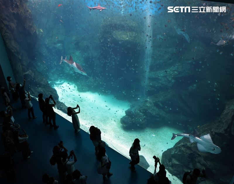 「Xpark 水族館」巨型水族箱可以看到壯觀的迴游魚群與鯊魚等海洋生物。（記者邱榮吉/攝影）