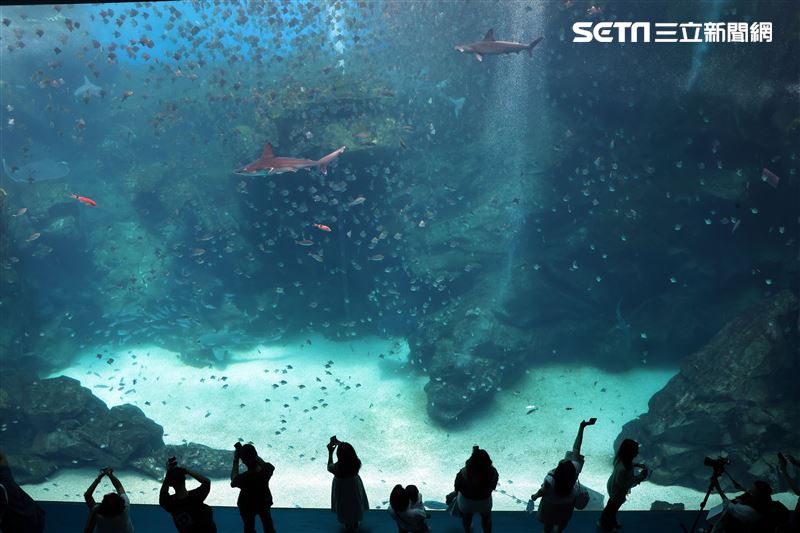 「Xpark 水族館」巨型水族箱可以看到壯觀的迴游魚群與鯊魚等海洋生物。（記者邱榮吉/攝影）