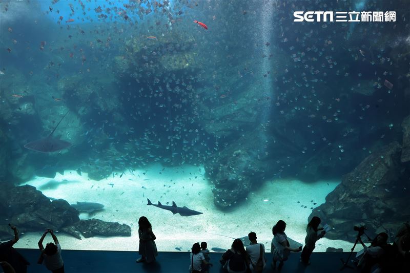 「Xpark 水族館」巨型水族箱可以看到壯觀的迴游魚群與鯊魚等海洋生物。（記者邱榮吉/攝影）