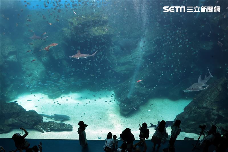 「Xpark 水族館」巨型水族箱可以看到壯觀的迴游魚群與鯊魚等海洋生物。（記者邱榮吉/攝影）