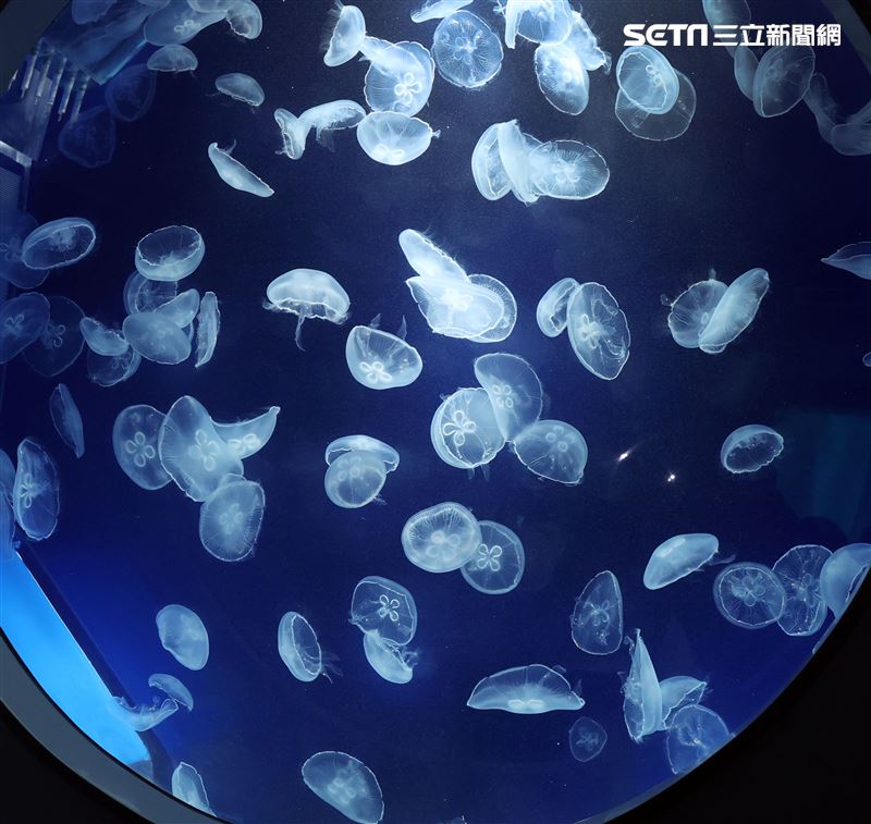 「Xpark 水族館」獨特的水母展區可以看到平常難得一見的品種。（記者邱榮吉/攝影）
