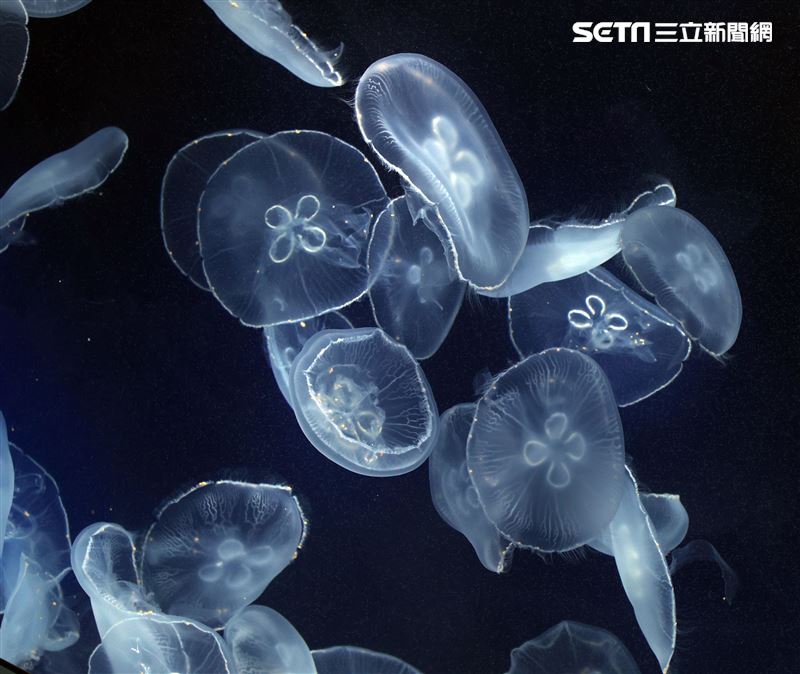 「Xpark 水族館」獨特的水母展區可以看到平常難得一見的品種。（記者邱榮吉/攝影）