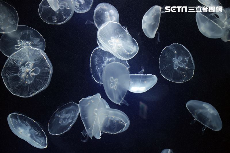「Xpark 水族館」獨特的水母展區可以看到平常難得一見的品種。（記者邱榮吉/攝影）