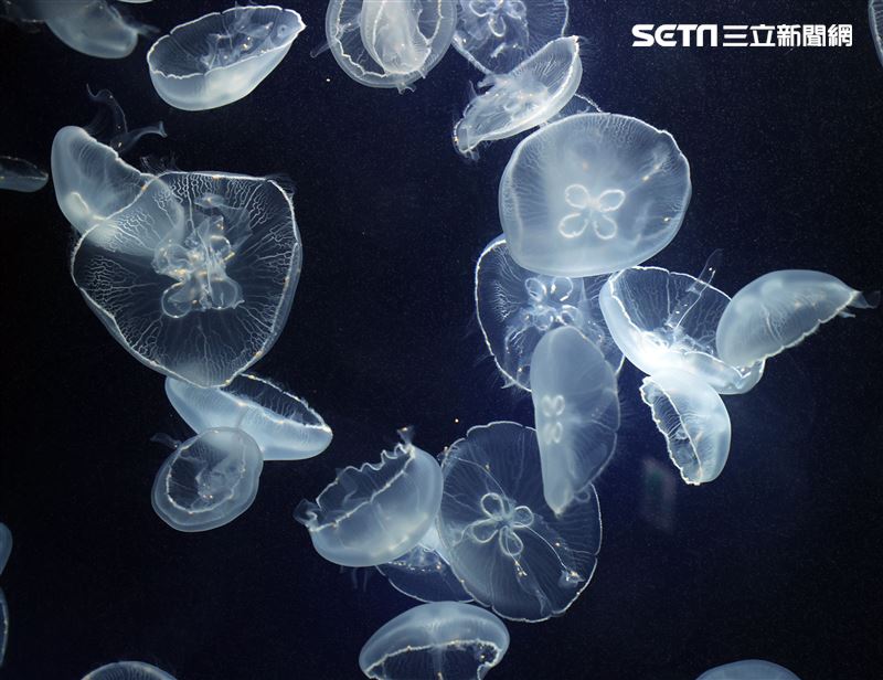 「Xpark 水族館」獨特的水母展區可以看到平常難得一見的品種。（記者邱榮吉/攝影）