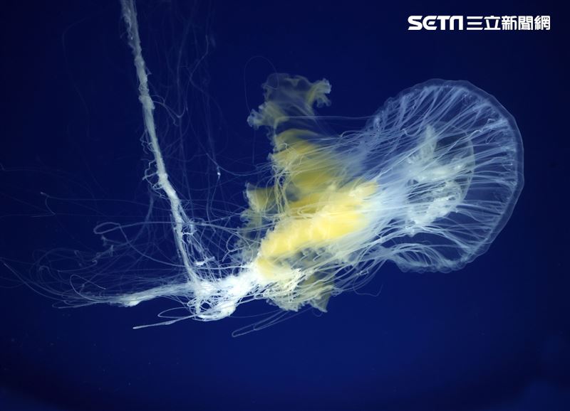 「Xpark 水族館」獨特的水母展區可以看到平常難得一見的品種。（記者邱榮吉/攝影）
