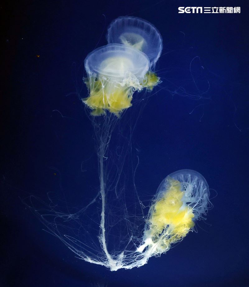 「Xpark 水族館」獨特的水母展區可以看到平常難得一見的品種。（記者邱榮吉/攝影）