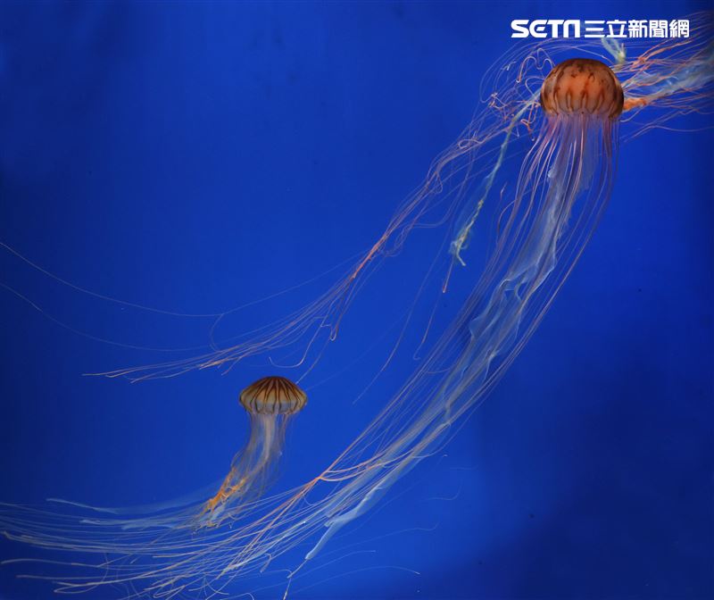 「Xpark 水族館」獨特的水母展區可以看到平常難得一見的品種。（記者邱榮吉/攝影）