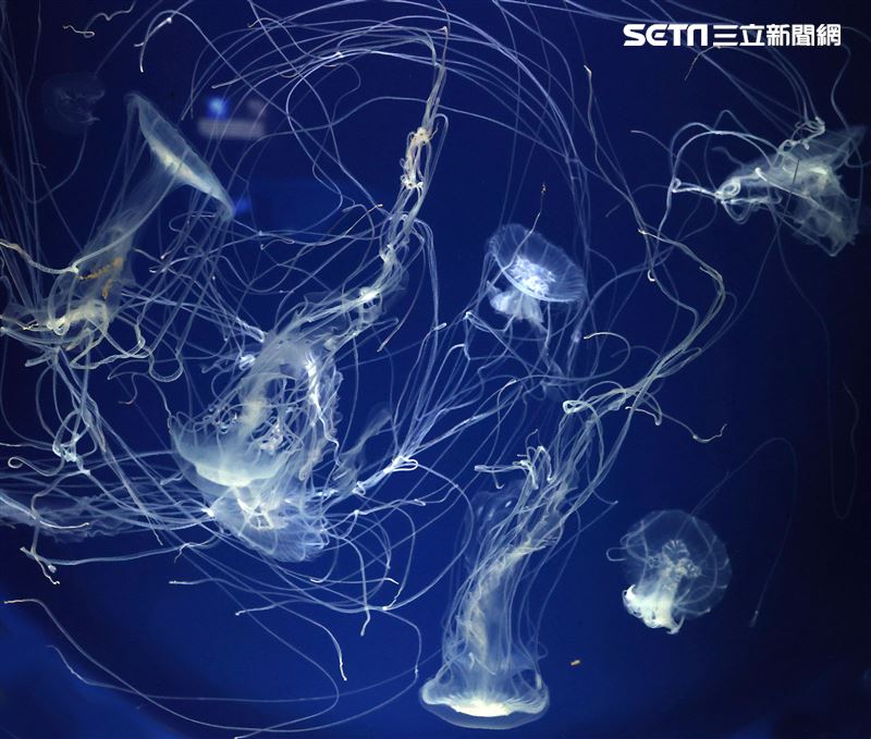 「Xpark 水族館」獨特的水母展區可以看到平常難得一見的品種。（記者邱榮吉/攝影）