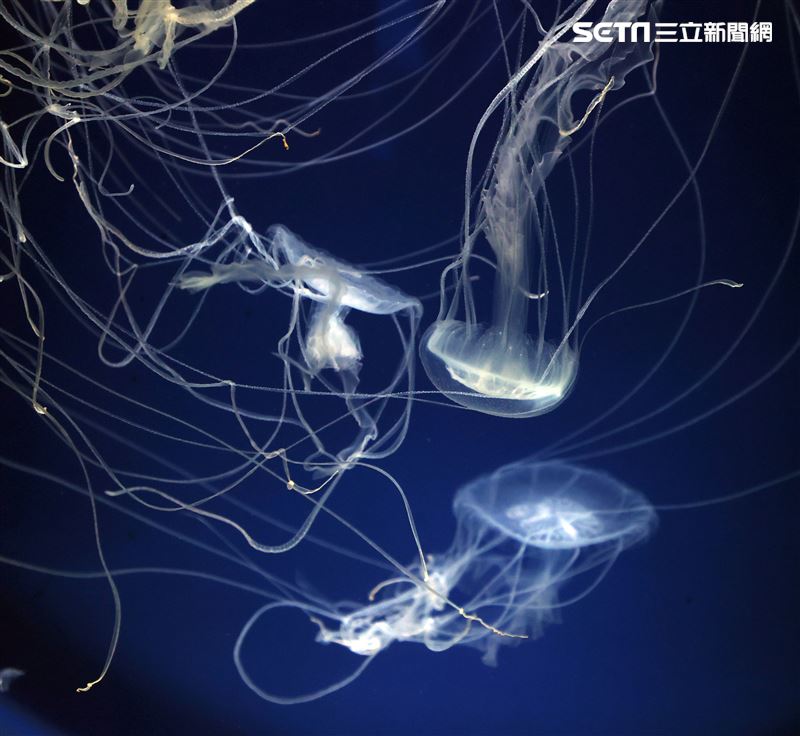 「Xpark 水族館」獨特的水母展區可以看到平常難得一見的品種。（記者邱榮吉/攝影）
