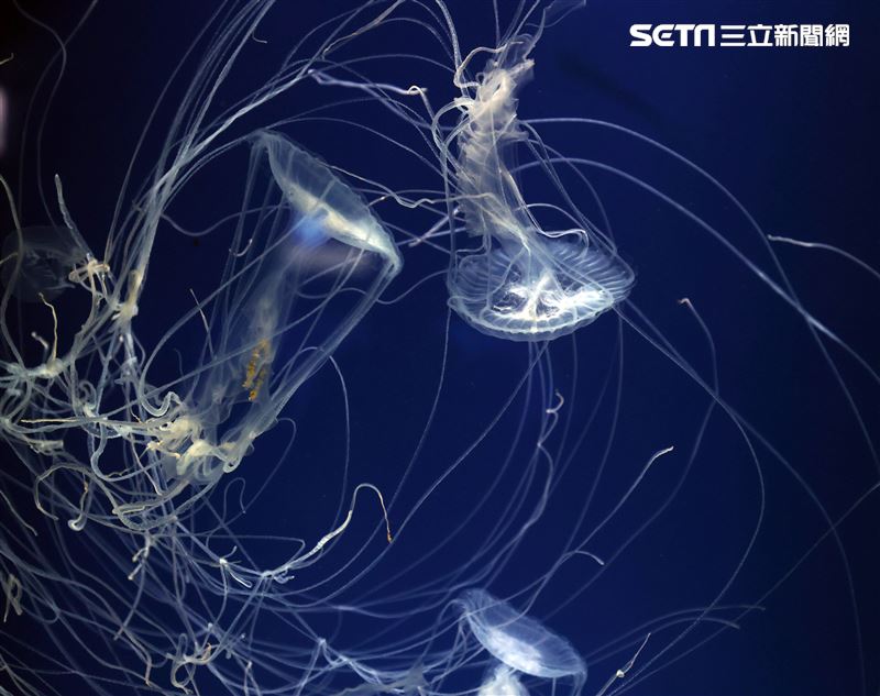 「Xpark 水族館」獨特的水母展區可以看到平常難得一見的品種。（記者邱榮吉/攝影）