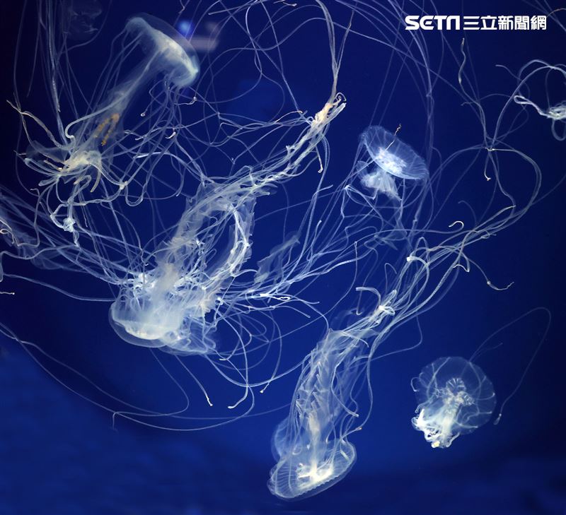 「Xpark 水族館」獨特的水母展區可以看到平常難得一見的品種。（記者邱榮吉/攝影）