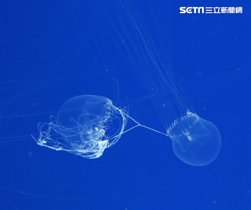 「Xpark 水族館」獨特的水母展區可以看到平常難得一見的品種。（記者邱榮吉/攝影）