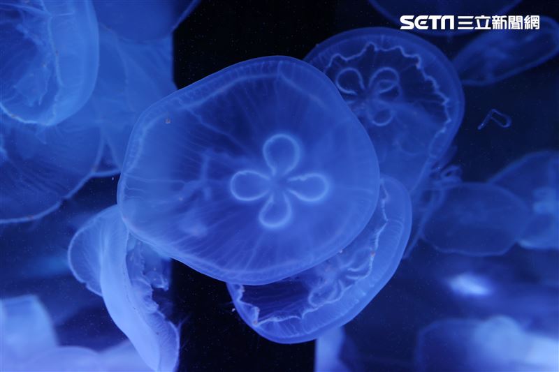 「Xpark 水族館」獨特的水母展區可以看到平常難得一見的品種。（記者邱榮吉/攝影）