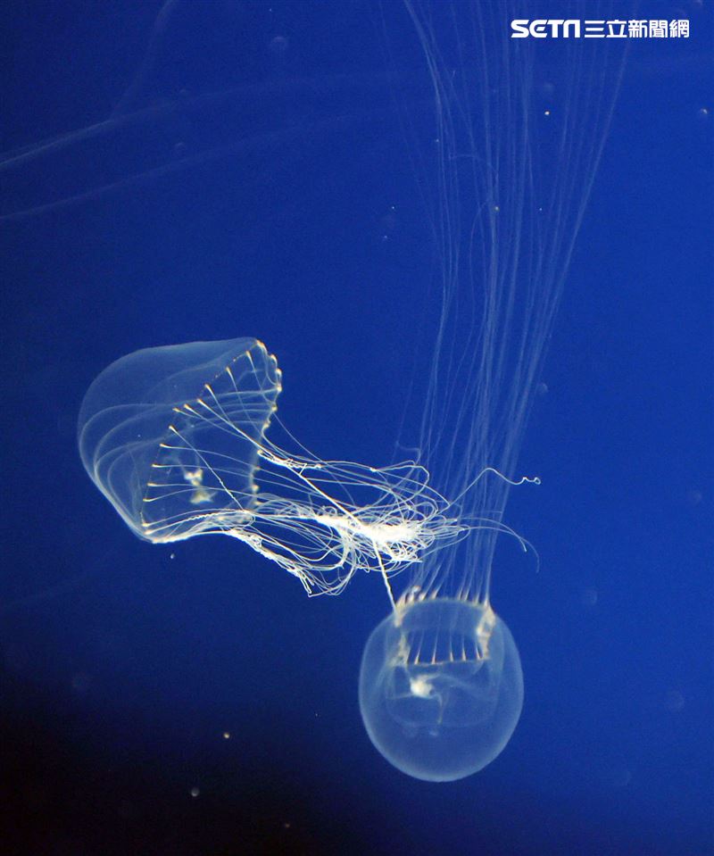 「Xpark 水族館」獨特的水母展區可以看到平常難得一見的品種。（記者邱榮吉/攝影）