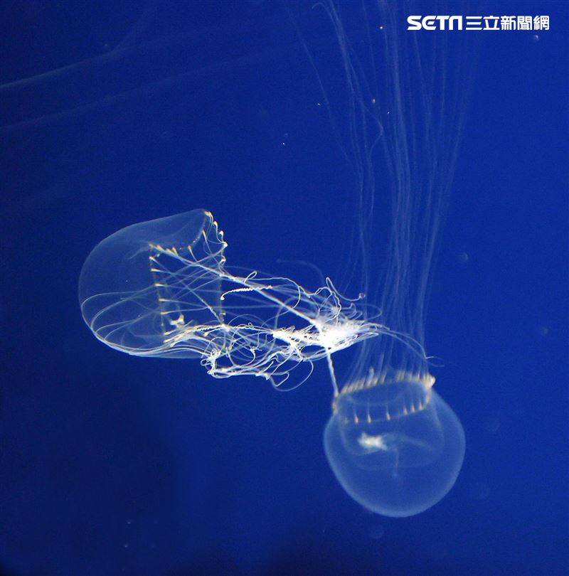 「Xpark 水族館」獨特的水母展區可以看到平常難得一見的品種。（記者邱榮吉/攝影）