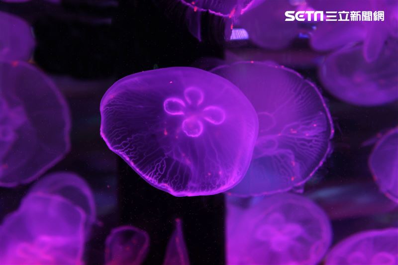 「Xpark 水族館」獨特的水母展區可以看到平常難得一見的品種。（記者邱榮吉/攝影）