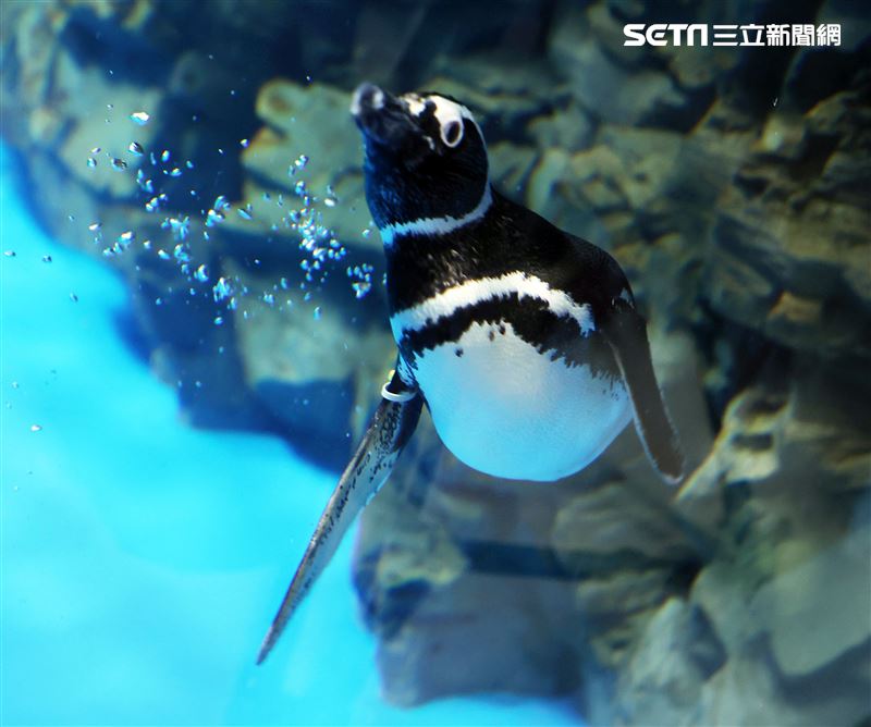 「Xpark 水族館」麥哲倫企鵝。（記者邱榮吉/攝影）