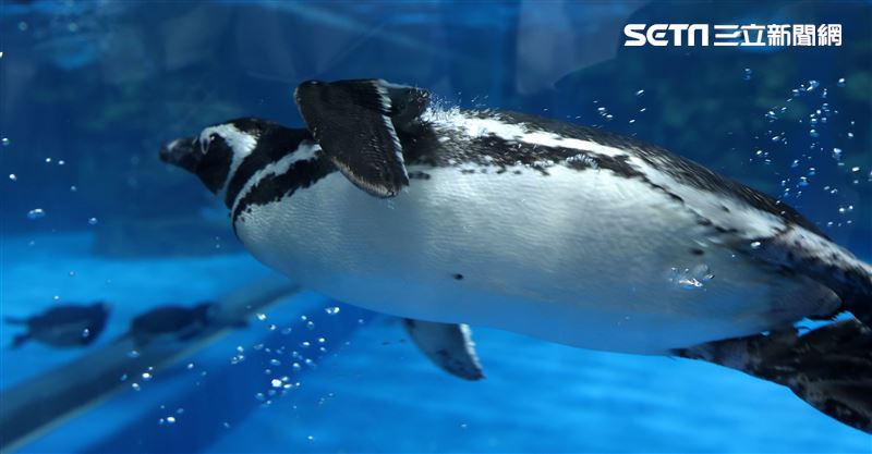 「Xpark 水族館」麥哲倫企鵝。（記者邱榮吉/攝影）
