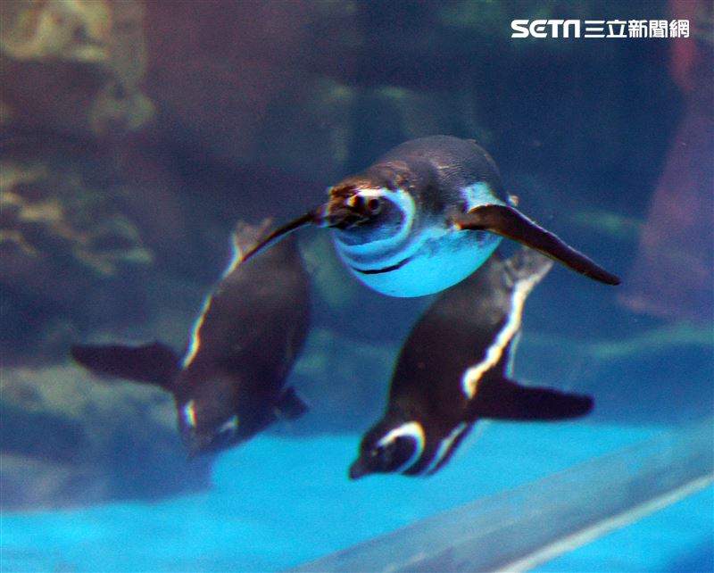 「Xpark 水族館」麥哲倫企鵝。（記者邱榮吉/攝影）