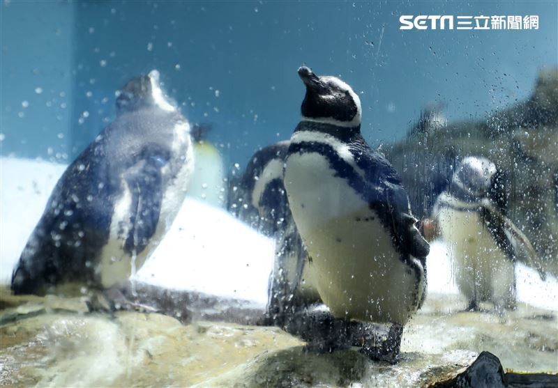 「Xpark 水族館」麥哲倫企鵝。（記者邱榮吉/攝影）