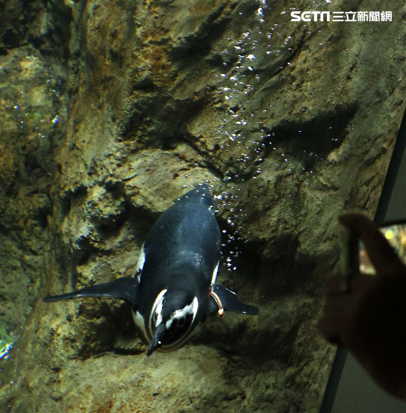 「Xpark 水族館」麥哲倫企鵝。（記者邱榮吉/攝影）