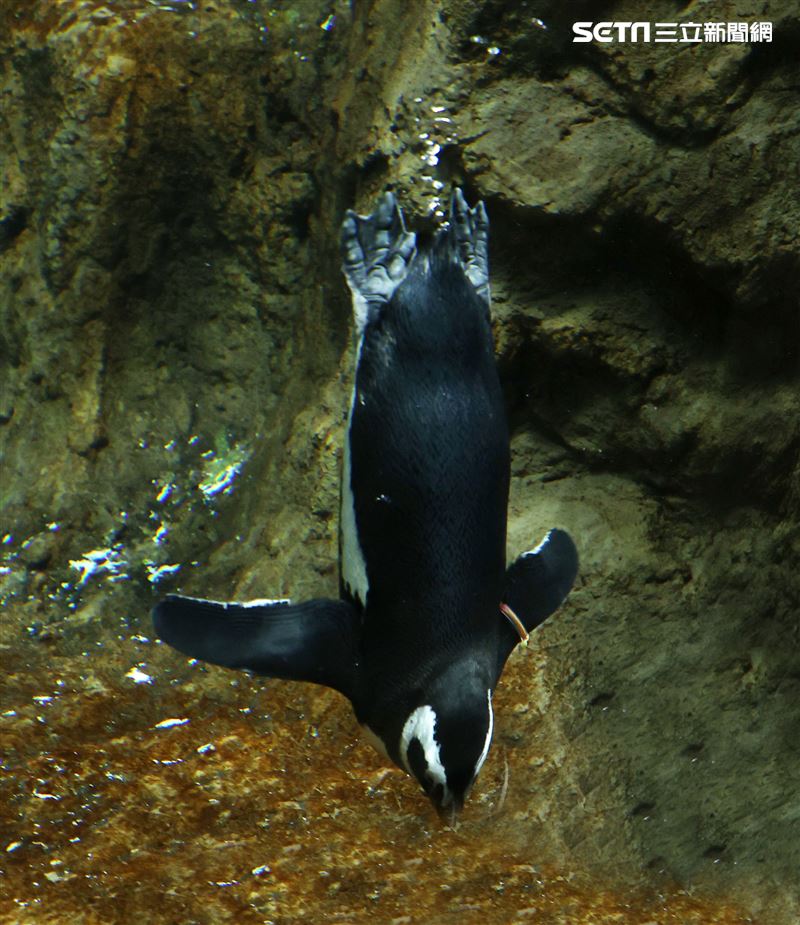 「Xpark 水族館」麥哲倫企鵝。（記者邱榮吉/攝影）