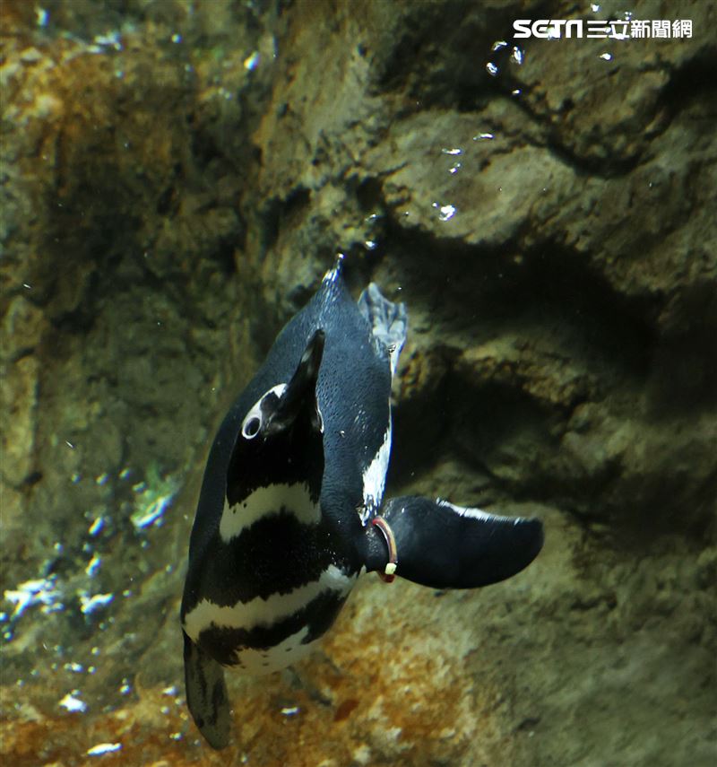 「Xpark 水族館」麥哲倫企鵝。（記者邱榮吉/攝影）