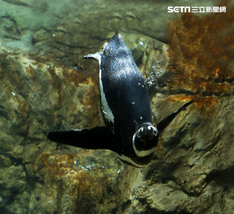 「Xpark 水族館」麥哲倫企鵝。（記者邱榮吉/攝影）