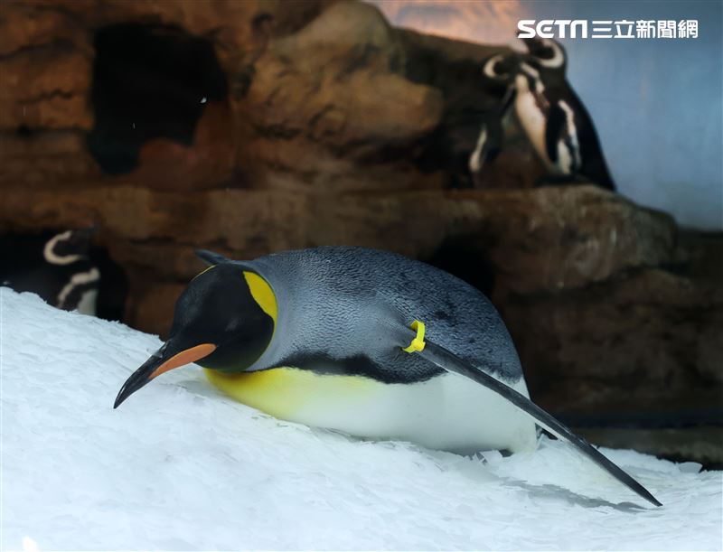 「Xpark 水族館」國王企鵝。（記者邱榮吉/攝影）