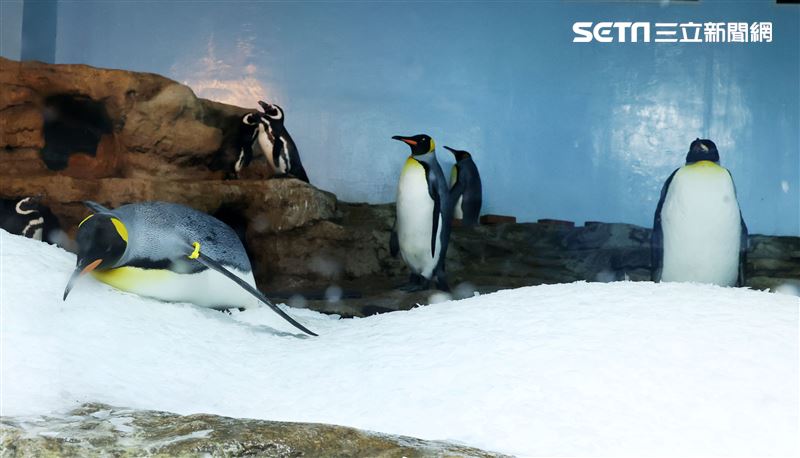 「Xpark 水族館」國王企鵝。（記者邱榮吉/攝影）
