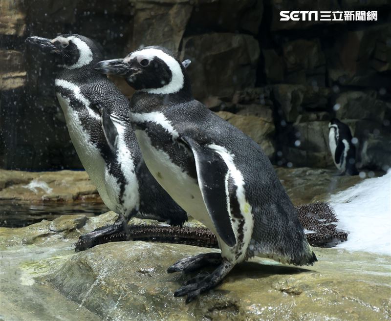 「Xpark 水族館」麥哲倫企鵝。（記者邱榮吉/攝影）