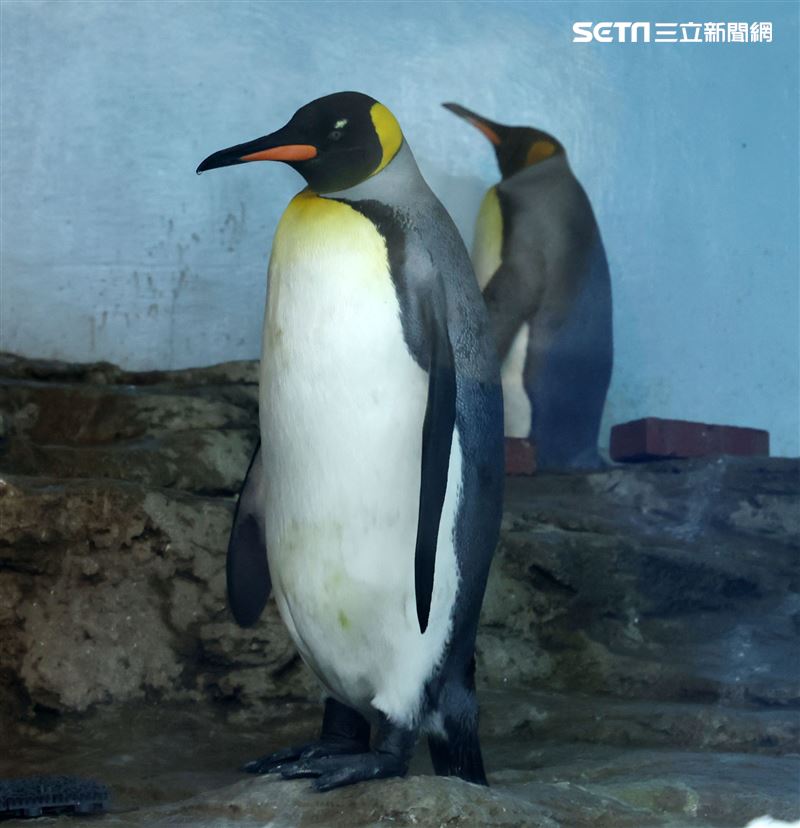 「Xpark 水族館」國王企鵝。（記者邱榮吉/攝影）