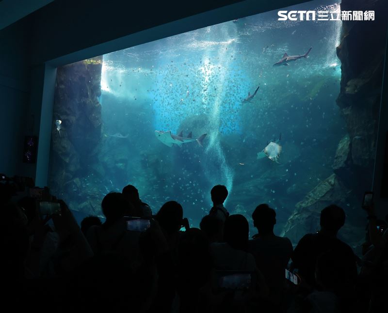 「Xpark 水族館」巨型水族箱可以看到壯觀的迴游魚群與鯊魚等海洋生物。（記者邱榮吉/攝影）