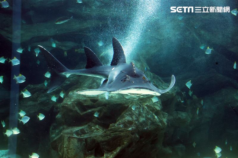 「Xpark 水族館」巨型水族箱可以看到壯觀的迴游魚群與鯊魚等海洋生物。（記者邱榮吉/攝影）