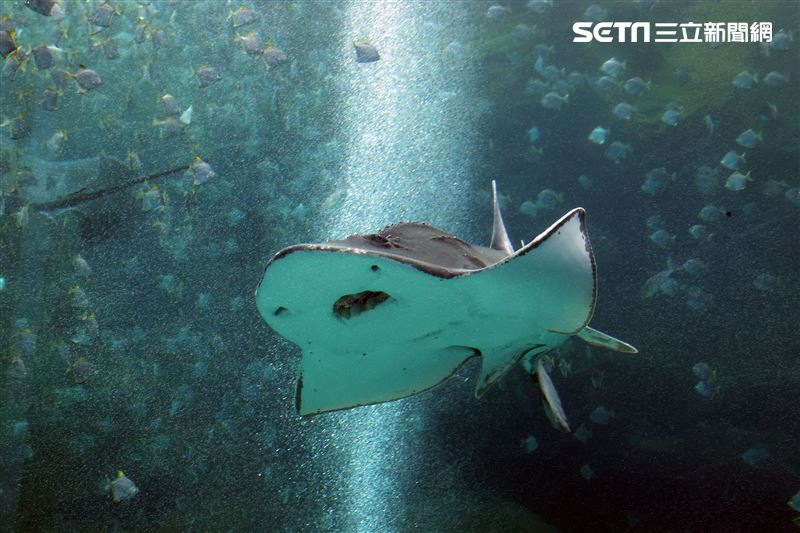「Xpark 水族館」巨型水族箱可以看到壯觀的迴游魚群與鯊魚等海洋生物。（記者邱榮吉/攝影）