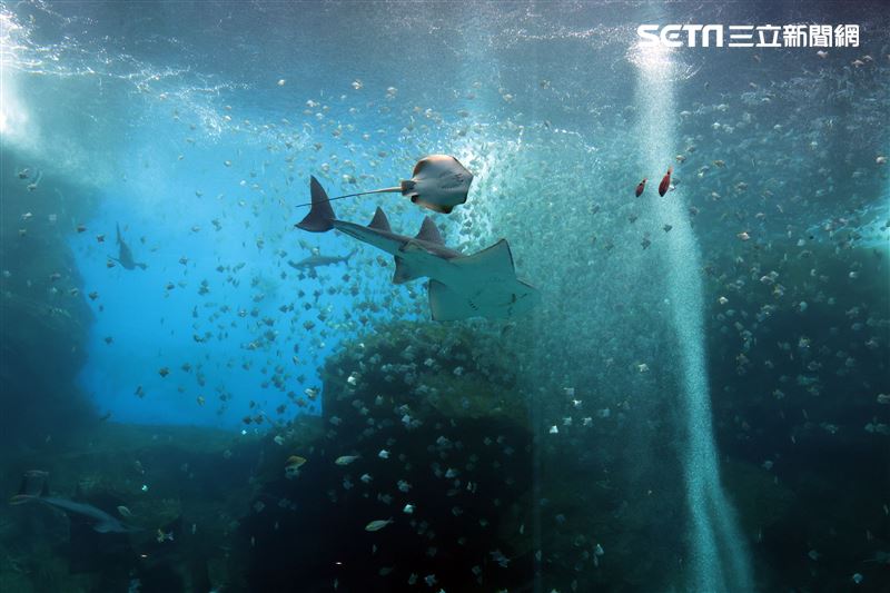「Xpark 水族館」巨型水族箱可以看到壯觀的迴游魚群與鯊魚等海洋生物。（記者邱榮吉/攝影）