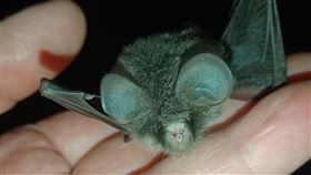 保育類無尾葉鼻蝠首現身太魯閣遭路殺二級保育類「東亞無尾葉鼻蝠」7月底現身太魯閣國家公園，是園區內首次紀錄，但發現時已遭車輛撞擊死亡。（太管處提供）中央社記者張祈傳真　109年8月1日