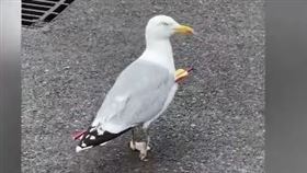 英國海鷗爆紅，被箭慣穿還能走路覓食。（圖／翻攝自YouTube）
