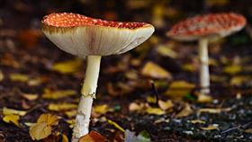 毒菇(Pixabay)
