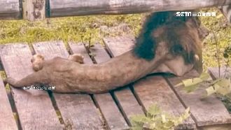 「紙片獅」網心疼　壽山動物園回應了