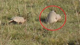 犰狳從後面一頂　和牠高速追逐狂啪（圖／翻攝自YouTube）