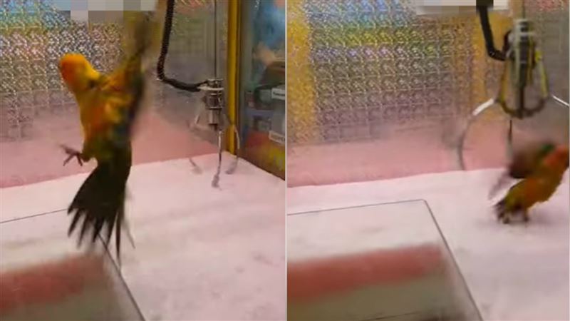 夾娃娃機放活鸚鵡　他試夾竟爽到狂笑