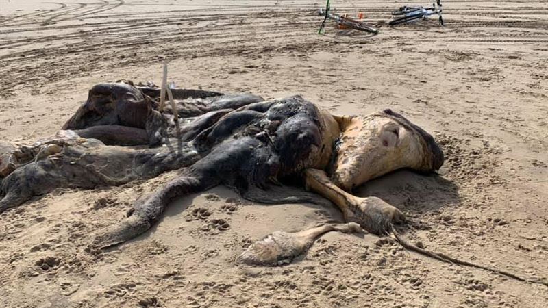 4公尺不明生物橫屍海灘　近看竟有毛