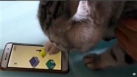 貓咪,手機,遊戲,節奏（圖／翻攝自微博）