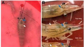 十足目虹彩病毒(翻攝自行政院農業委員會家畜衛生試驗所網站)